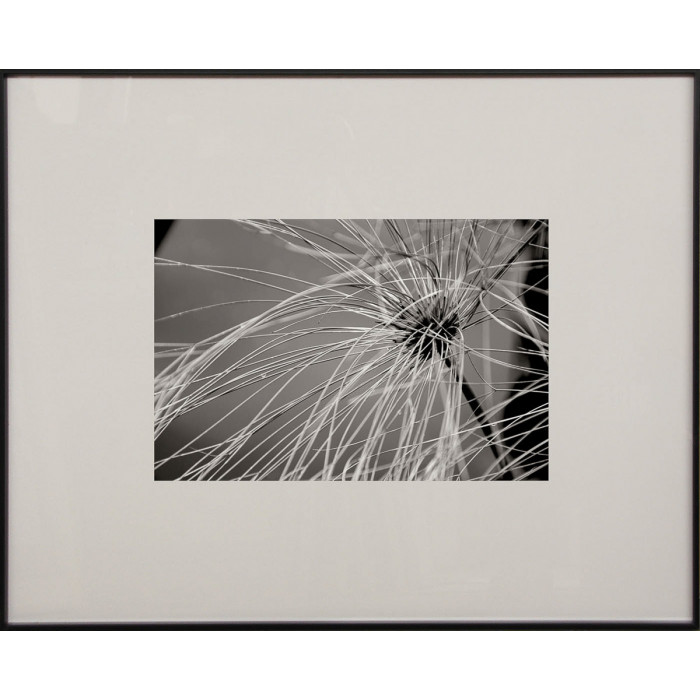 Cuadro Fotografía flor papiro en blanco y negro