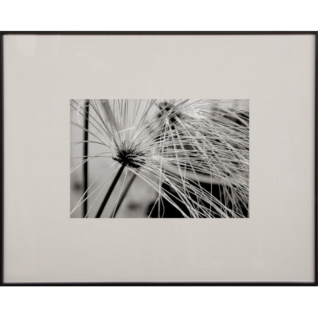 Cuadro Fotografía flor papiro en blanco y negro